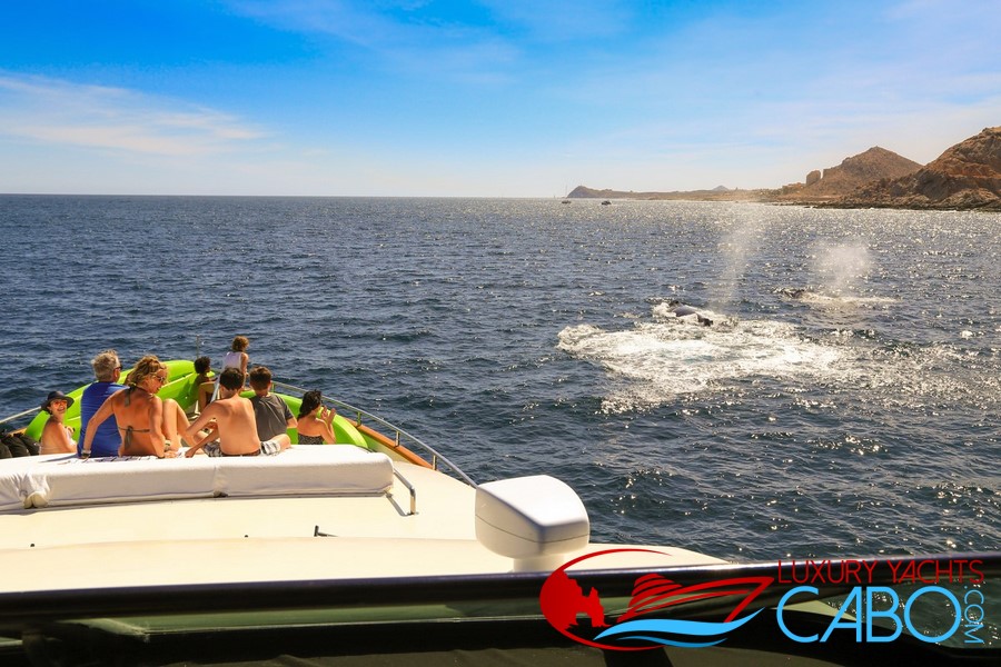 Luxury Yachts Cabo, Cabo San Lucas Yacht Charters, Los Cabos Luxury Yachts, Luxury Boats Cabo, Photography, Yachts, Boats, Charters, Boat Rentals Cabo, La Paz, mega Yachts, Yacht Charters Cabo San Lucas, whale watching private yacht cabo